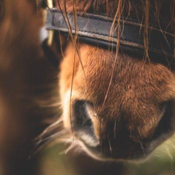 Litière pour chevaux Litière pour chevaux